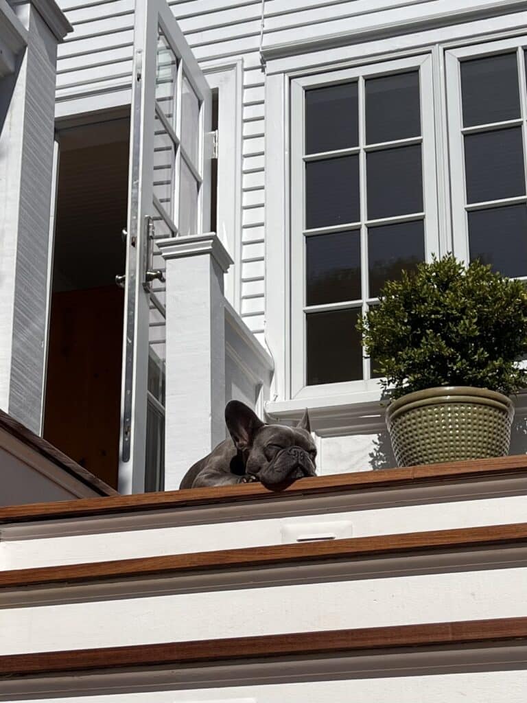 Pet-friendly housing